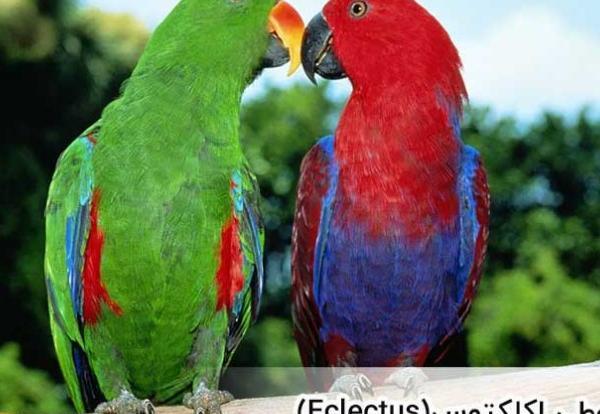عکس طوطی های سخنگو