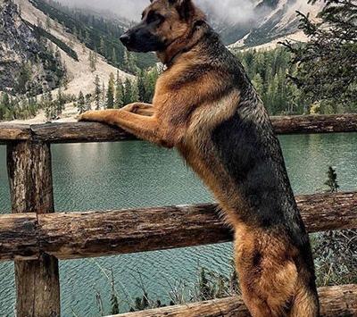 عکس سگ گرگی ژرمن شپرد