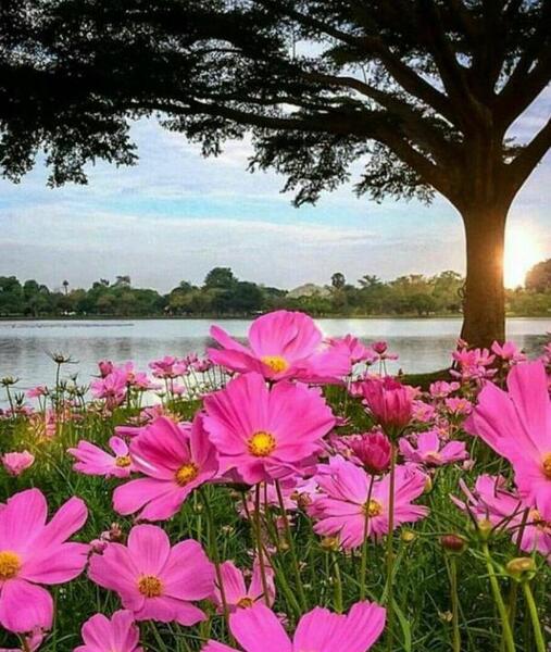 عکس عاشقانه صبح بدون متن