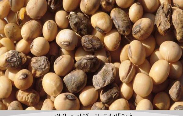 عکس درخت سویا