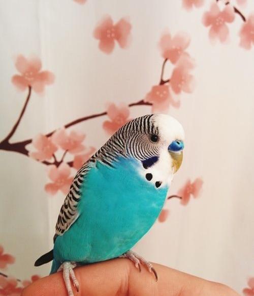 عکس مرغ عشق همه رنگ