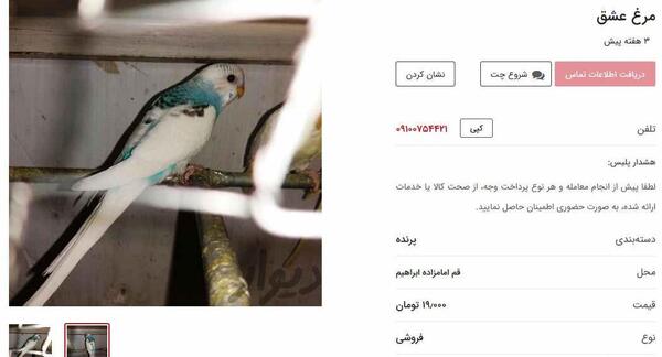 عکس مرغ عشق دبل فکتور