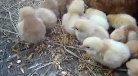 عکس مرغ عشق و جوجه