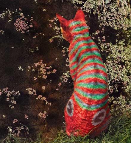 عکس رنگ گربه