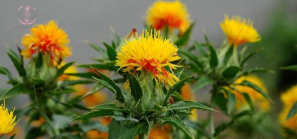 عکس گل رنگ غذا