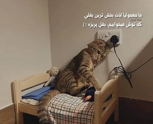 عکس برای گروه سینگل چت