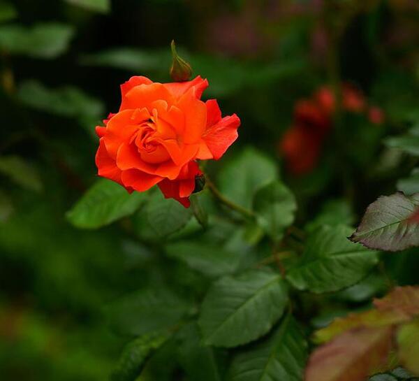 عکس گل رز خیلی خوشگل