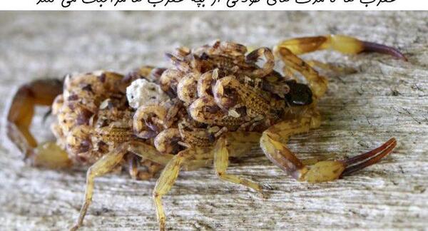 عکس نود بچه