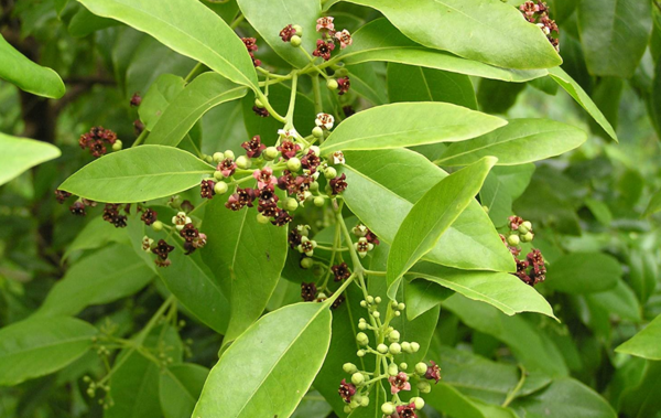 عکس چوب صندل سفید