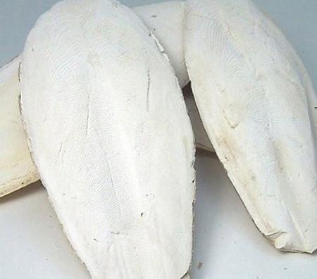 عکس چوب صندل سفید