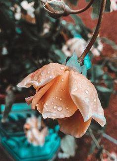 عکس پروفایل عینک و گل