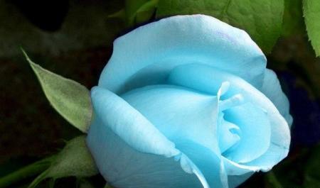 عکس گل رز آبی کمرنگ