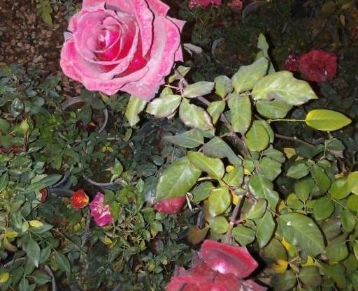 عکس گل رز رونده هلندی
