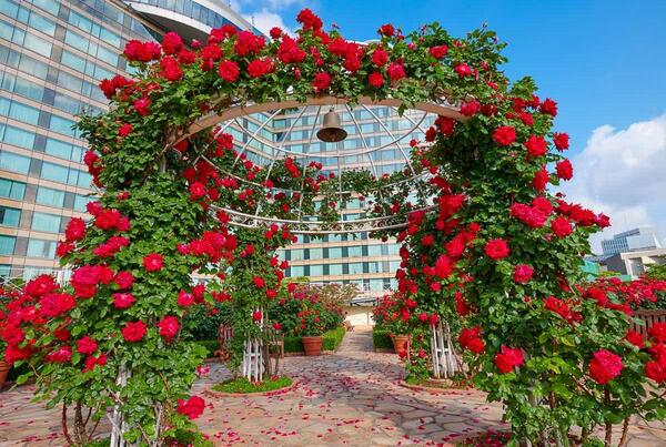عکس گل رز رونده هلندی