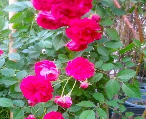 عکس گل رز رونده هلندی