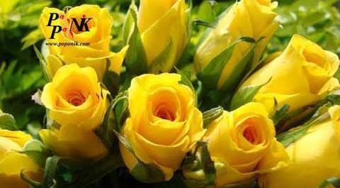عکس گل رز رونده هلندی