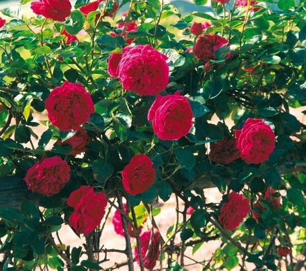 عکس گل رز رونده هلندی