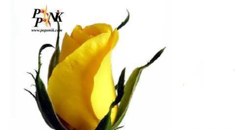 عکس گل رز رونده هلندی