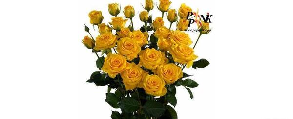 عکس گل رز رونده هلندی