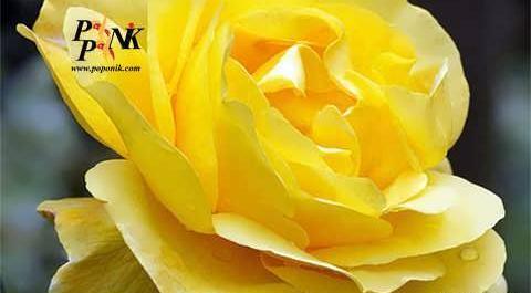 عکس گل رز رونده هلندی