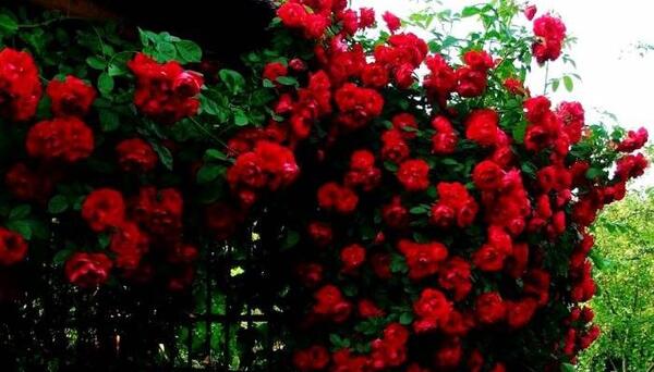 عکس گل رز رونده هلندی