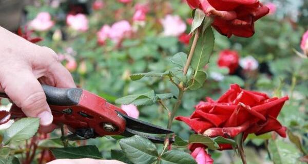 عکس گل رز رونده هلندی