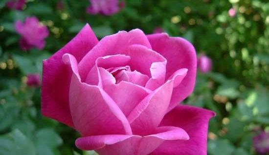 عکس گل رز صد برگ