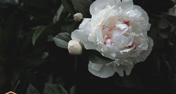 عکس گل رز صد برگ