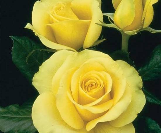 عکس گل رز صد برگ