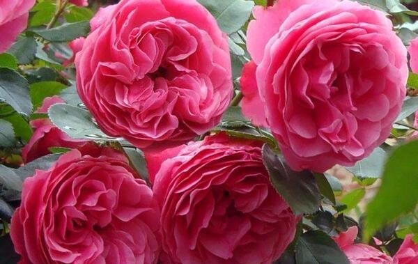 عکس گل رز صد برگ
