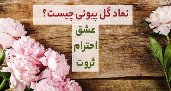 عکس گل رز صد برگ