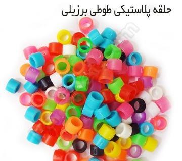 عکس پابند مرغ عشق