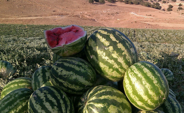 عکس پیراهن طراحی