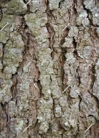 عکس بافت سخت