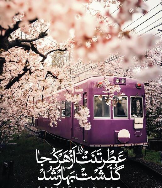 عکس عطر تنت