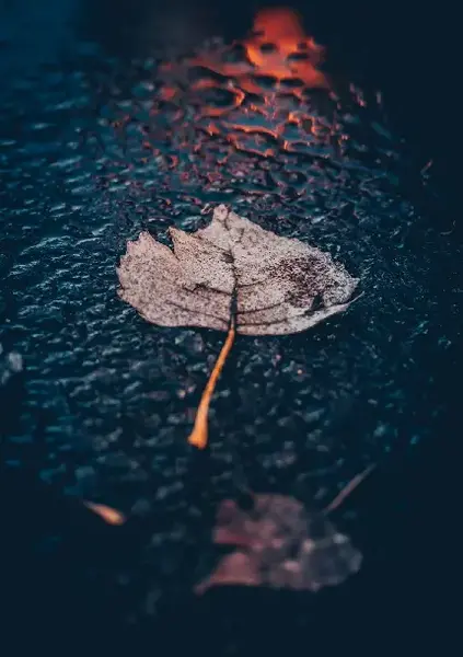 عکس غروب بارانی