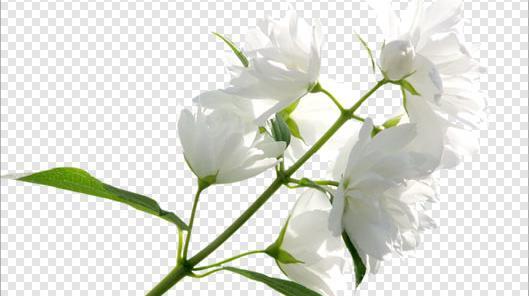 عکس پاپیون سفید