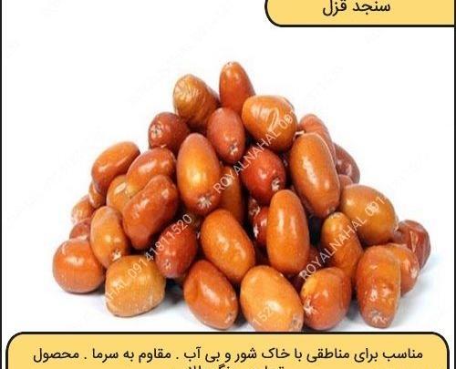 عکس سنجد