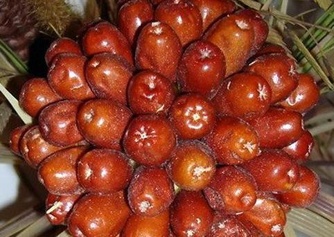 عکس سنجد