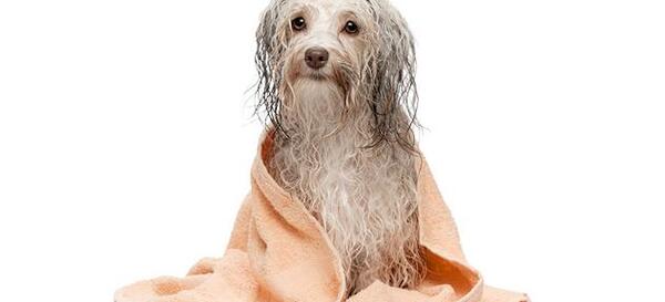 عکس عطر سگ