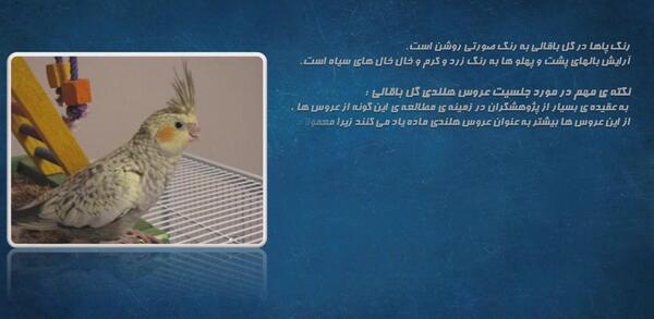 عکس عروس هلندی گل باقالی نر و ماده