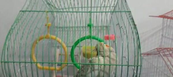 عکس عروس هلندی گل باقالی نر و ماده