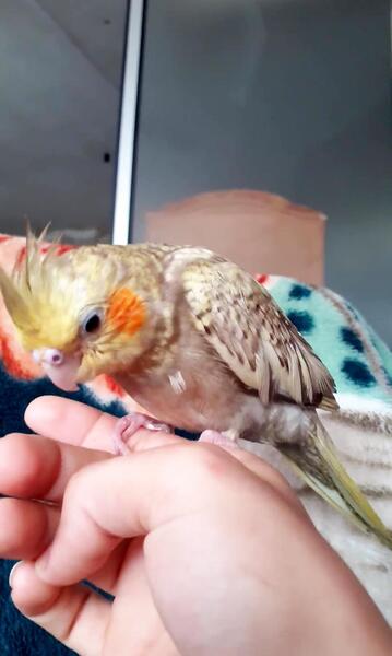 عکس عروس هلندی گل باقالی نر و ماده