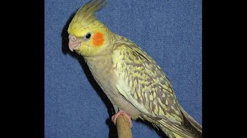 عکس عروس هلندی گل باقالی نر و ماده