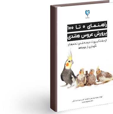 عکس عروس هلندی ماده طوسی