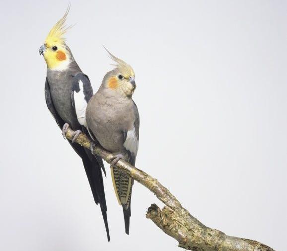 عکس عروس هلندی ماده طوسی