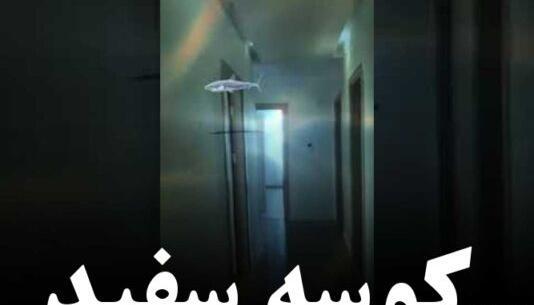 عکس کوسه ماهی نقاشی