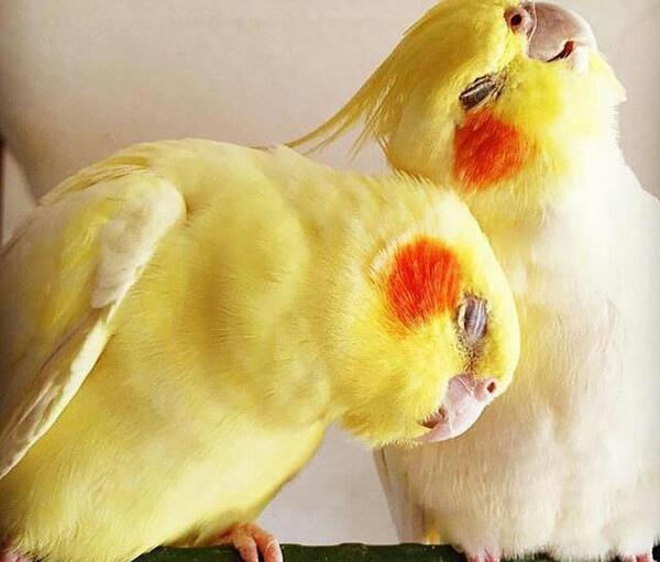 عکس عروس هلندی مولد