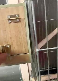 عکس عروس هلندی مولد