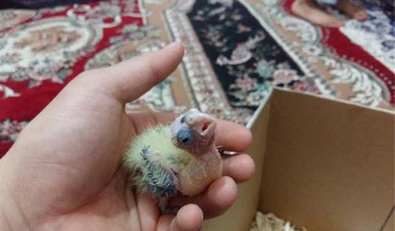 عکس عروس هلندی مولد